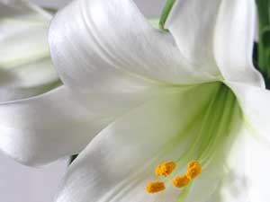 easter-lily300x225